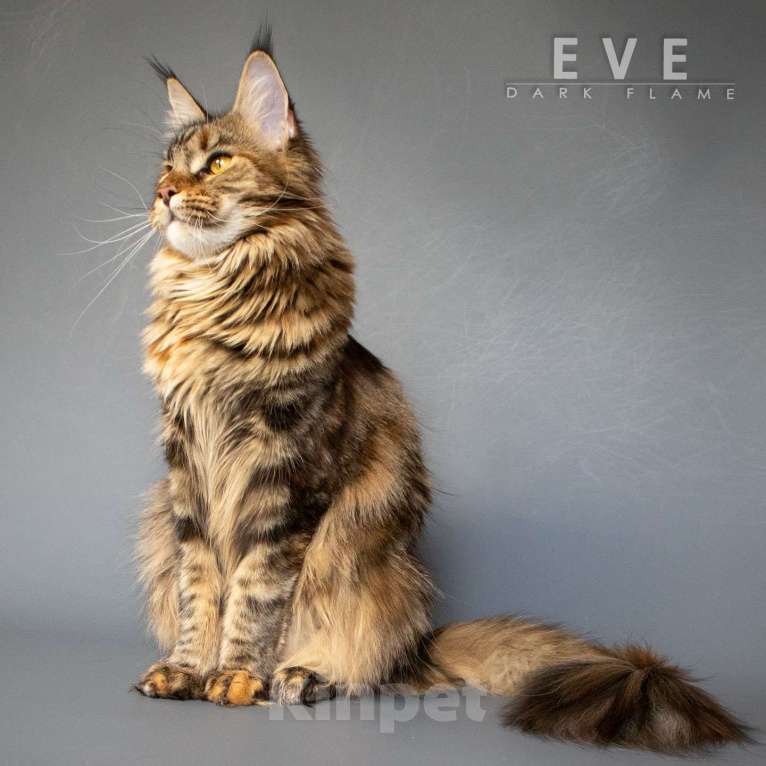 Кошки в других городах Воронежской области: Ева — мраморное чудо с шелковым характером Девочка, 50 000 руб. - фото 6