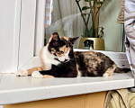 Кошки в Москве: Трёхцветная котенок Майя в добрые руки Девочка, 1 руб. - фото 9