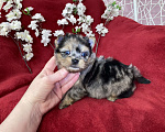 Собаки в Москве: Йорк с двумя голубыми глазами мальчик блю мерле Мальчик, 120 000 руб. - фото 8