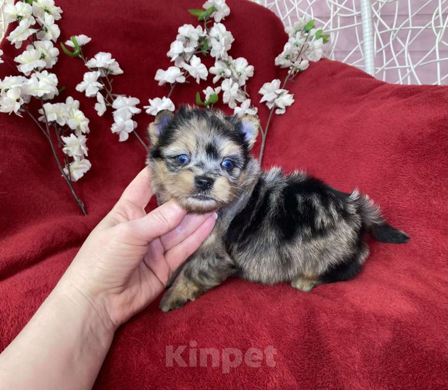Собаки в Москве: Йорк с двумя голубыми глазами мальчик блю мерле Мальчик, 120 000 руб. - фото 8