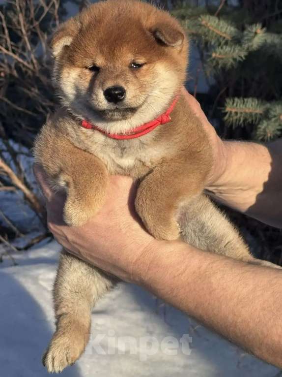 Собаки в Москве: Сиба-ину девочка Девочка, 50 000 руб. - фото 4