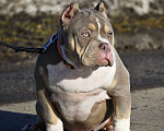 Собаки в Москве: Американский булли подрощеный щенок Мальчик, 100 000 руб. - фото 5