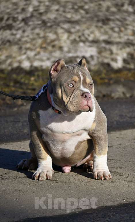 Собаки в Москве: Американский булли подрощеный щенок Мальчик, 100 000 руб. - фото 5