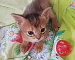 Кошки в Новосибирске: продам абессинку честокровную без д-в Девочка, 30 000 руб. - фото 2