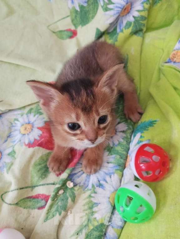 Кошки в Новосибирске: продам абессинку честокровную без д-в Девочка, 30 000 руб. - фото 2