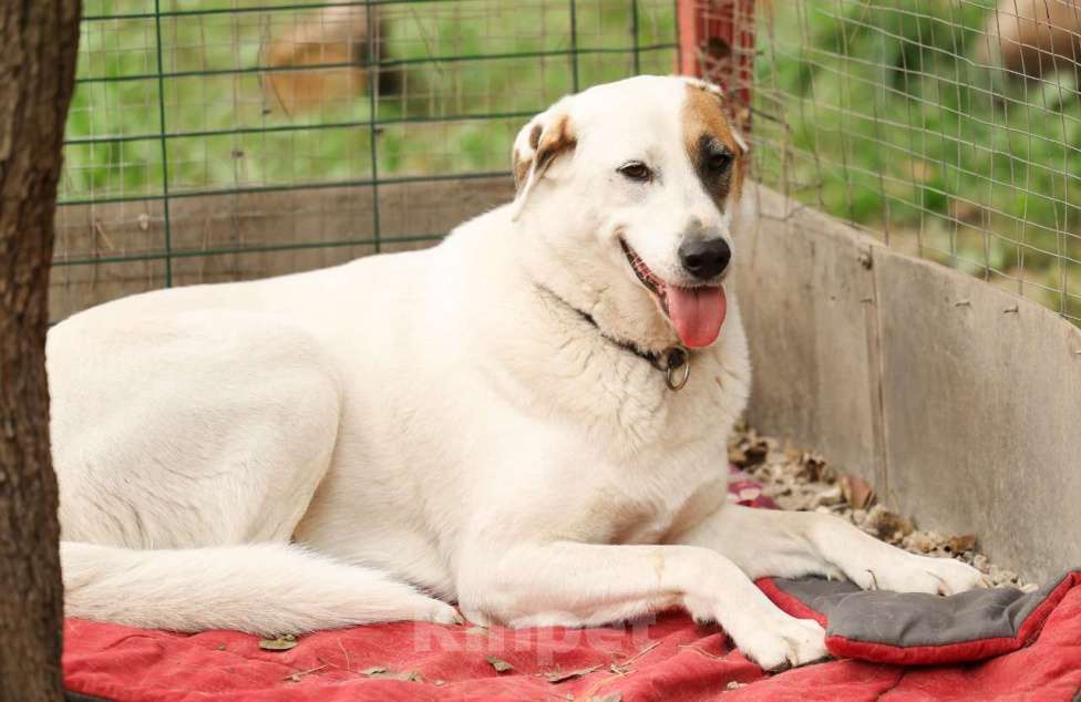 Собаки в Химках: Жучок Мальчик, Бесплатно - фото 3