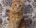 Кошки в Барыше: Котики из питомника, 15 000 руб. - фото 8