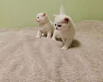 Кошки в Ливны: Шотландские котята, 15 000 руб. - фото 3