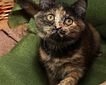 Кошки в Калуге: Фрося — все цвета осени. Котенок 2,5 мес в добрые руки. Девочка, Бесплатно - фото 4