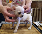Собаки в Москве: супер красивый небольшой кремовый чихуахуа Мальчик, 48 000 руб. - фото 2