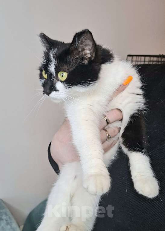 Кошки в Москве: Кошка с необычными ушками в добрые руки Девочка, Бесплатно - фото 9