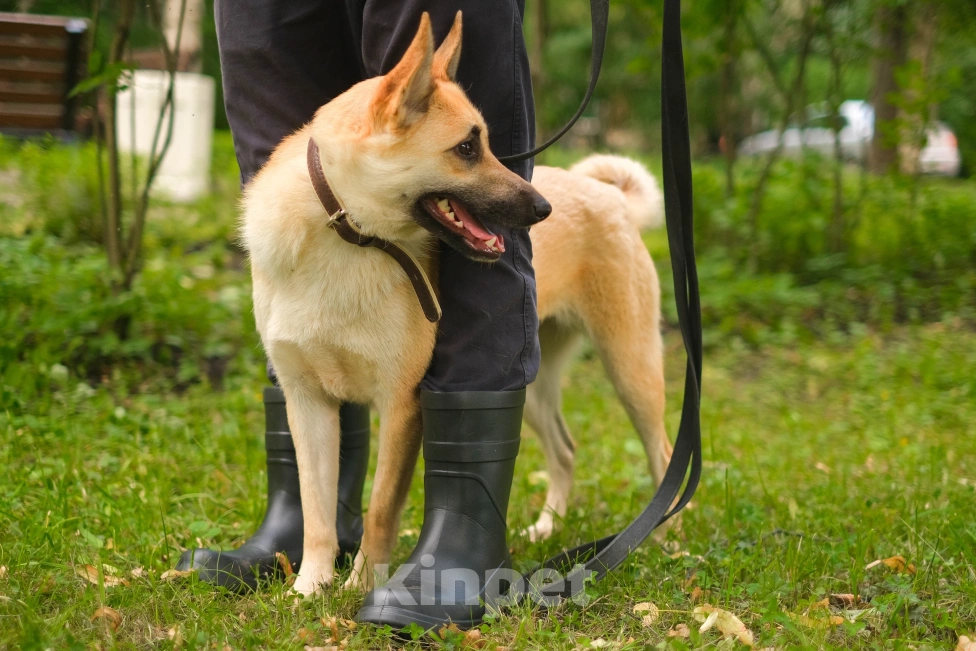 Собаки в Санкт-Петербурге: Собаки из приюта: смышлёная Катрин Девочка, Бесплатно - фото 10