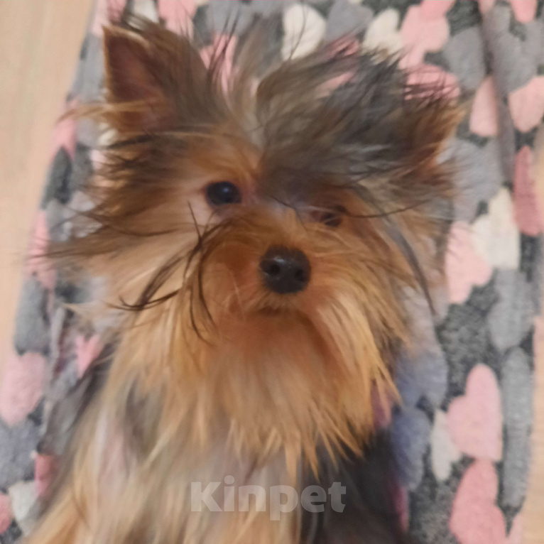 Собаки в Набережных Челнах: Пиксель Блек Стар с РКФ Мальчик, 70 000 руб. - фото 6