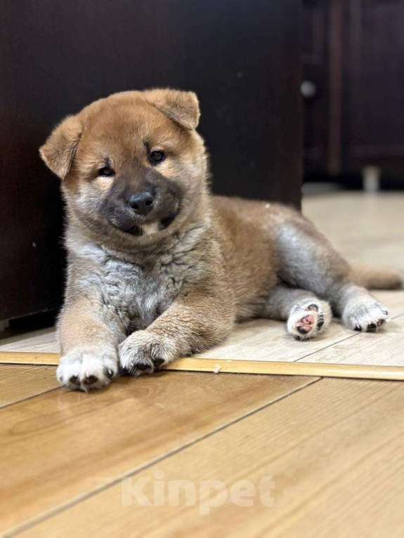 Собаки в Твери: Продажа щенки сиба-ину девочка и два мальчика,дата рождения 14.10.2025 Мальчик, Бесплатно - фото 2