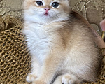 Кошки в Саке: Котята! Девочка, 20 000 руб. - фото 2