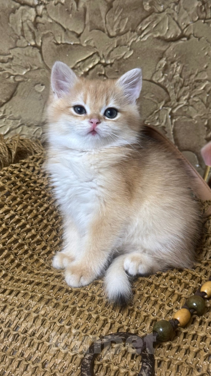 Кошки в Саке: Котята! Девочка, 20 000 руб. - фото 2