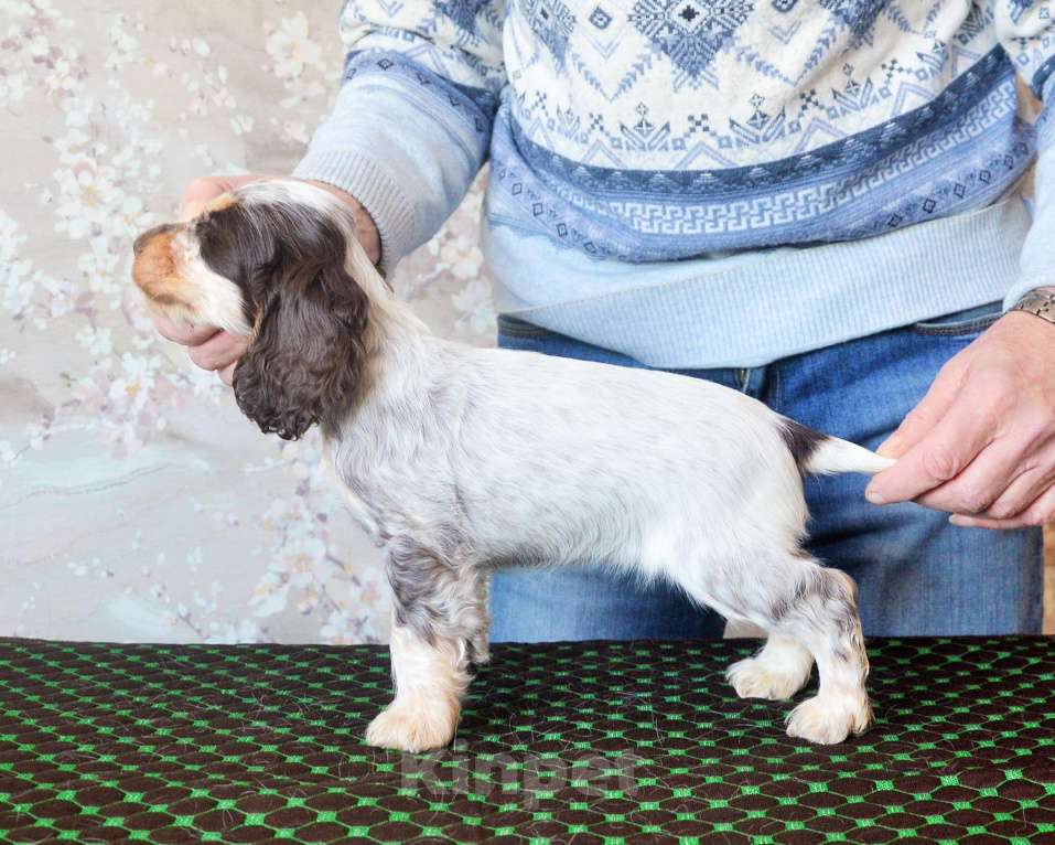 Собаки в Переславле-Залесском: Английского кокера щенок Девочка, 70 000 руб. - фото 4