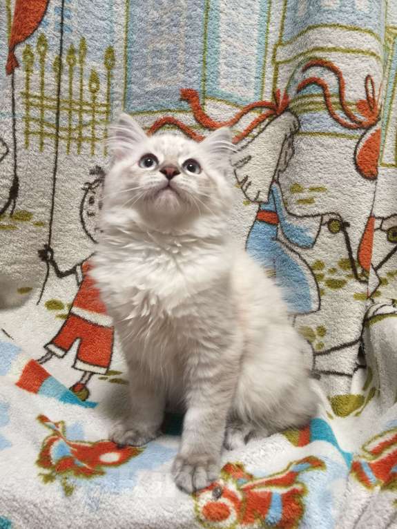 Кошки в Санкт-Петербурге: Невский маскарадный котёнок, кот Мальчик, 45 000 руб. - фото 4