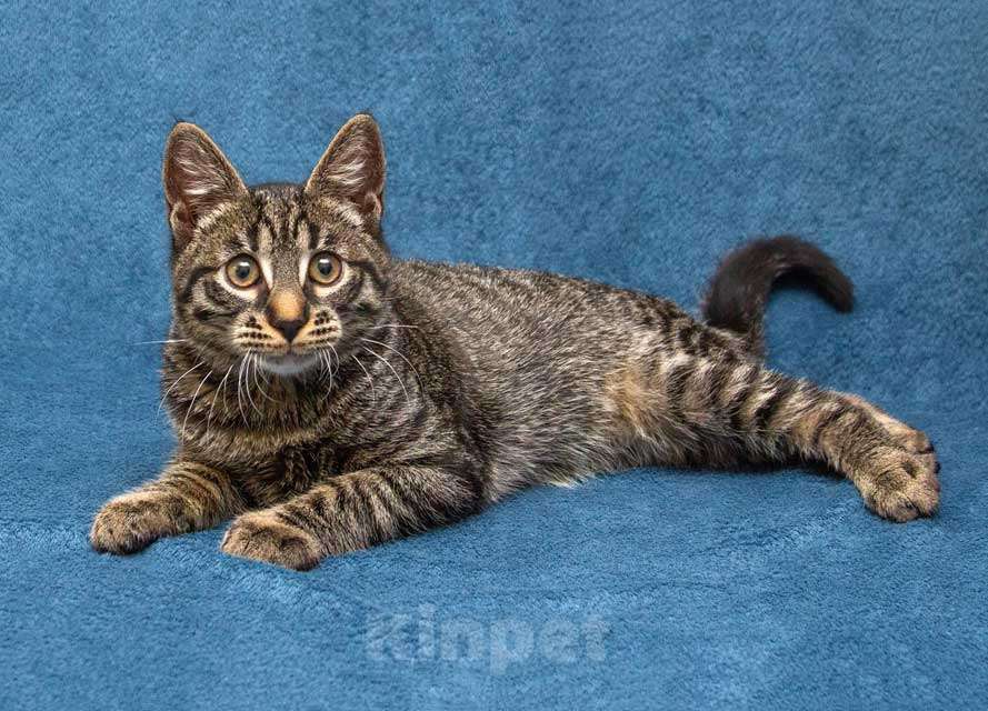 Кошки в Москве: Ласковый и нежный малыш Тигрик ищет дом и любящее сердце  Мальчик, 10 руб. - фото 7