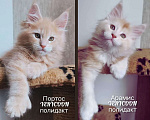Кошки в Москве: Кот в варежках Мальчик, 30 000 руб. - фото 1