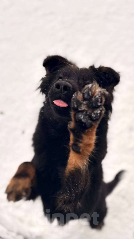 Собаки в Москве: Собака Марта ищет дом! Девочка, Бесплатно - фото 2