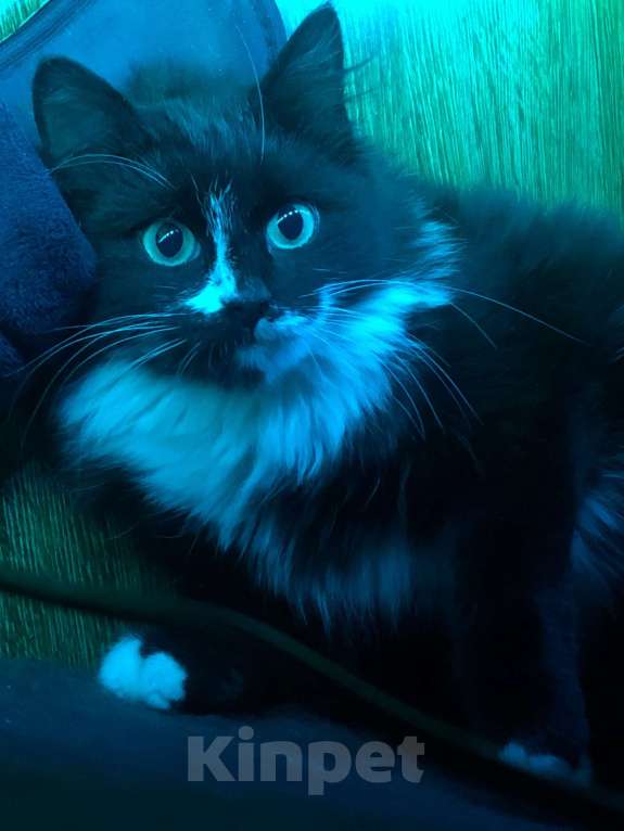 Кошки в других городах Московской области: Котёнок в добрые руки Девочка, Бесплатно - фото 4