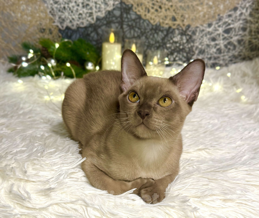 Кошки в Москве: Бурманский котенок мальчик Мальчик, 80 000 руб. - фото 1