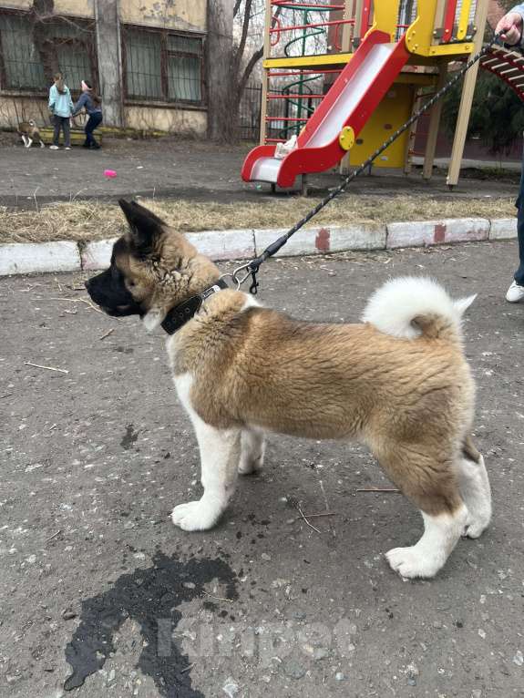 Собаки в Омске: Щенок Американской Акиты Девочка, 50 000 руб. - фото 2