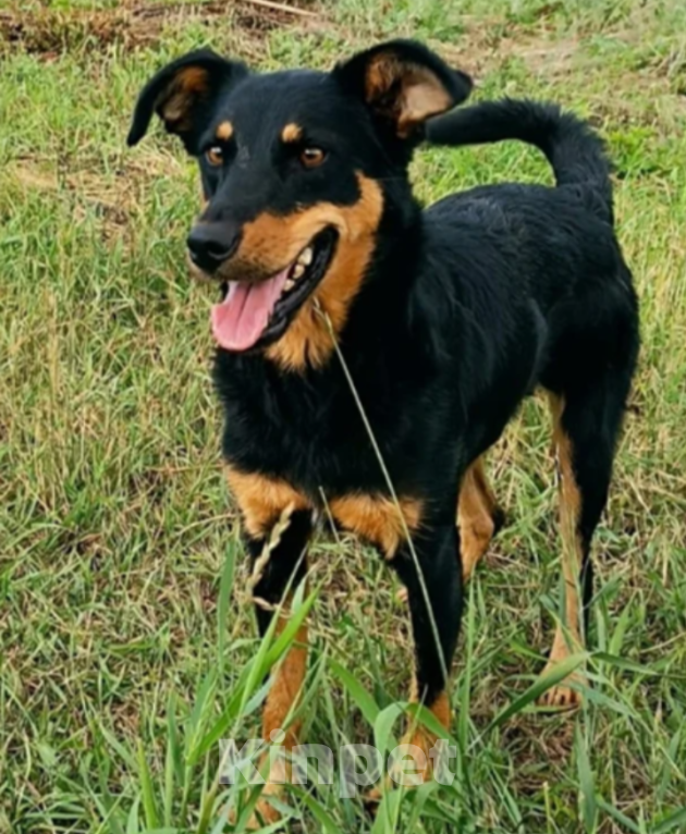 Собаки в Тамбове: Мила Девочка, Бесплатно - фото 3