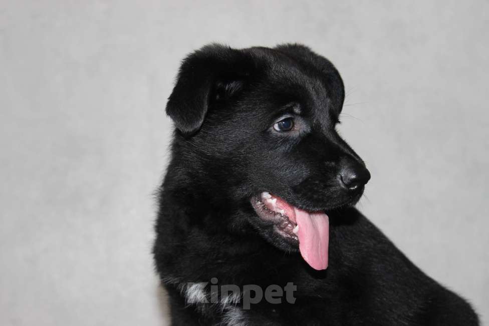 Собаки в Красноярске: Щенок ВЕО Норд Стар Мальчик, Бесплатно - фото 6