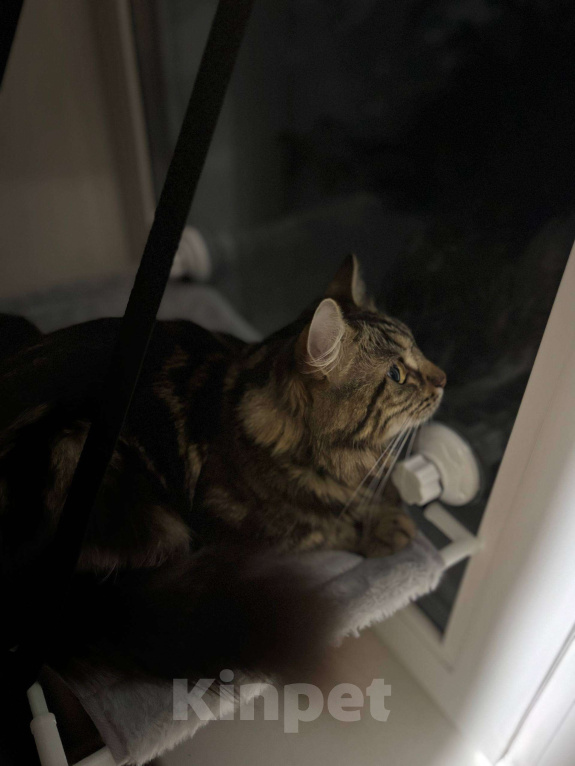 Кошки в других городах Московской области: Маруся ищет любящий дом! Девочка, Бесплатно - фото 5