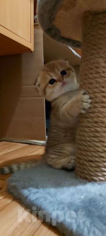 Кошки в Санкт-Петербурге: Шотландский вислоухй Мальчик, 30 000 руб. - фото 1