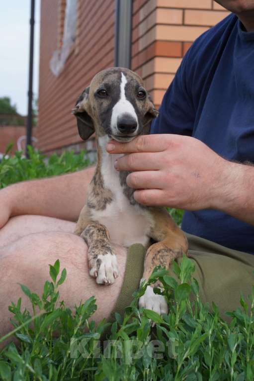 Собаки в Москве: Уиппет щенки Мальчик, Бесплатно - фото 3
