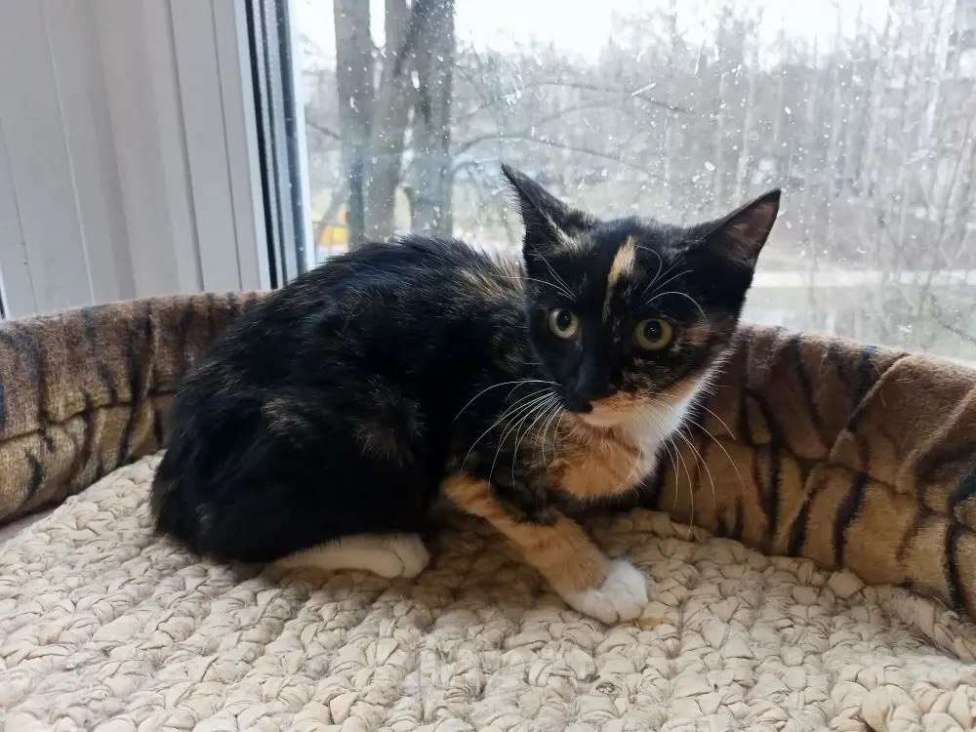 Кошки в Санкт-Петербурге: Трёхцветный котёнок в добрые руки Девочка, Бесплатно - фото 3