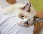 Кошки в Москве: Котёнок Пиксель - голубоглазый красавец в добрые руки  Мальчик, Бесплатно - фото 8