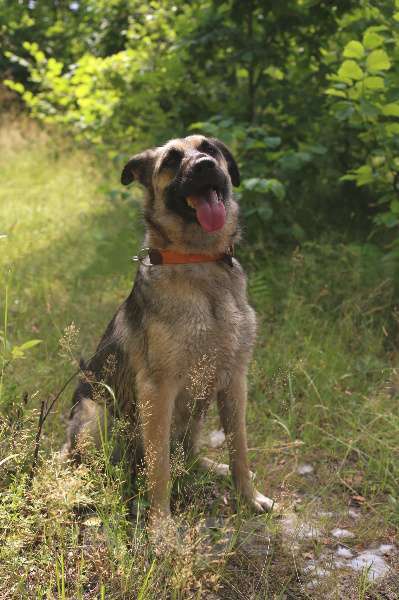 Собаки в Москве: Сенди Девочка, Бесплатно - фото 5