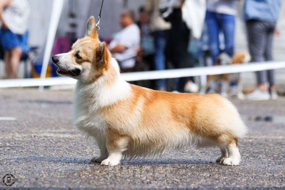 Собаки в Пензе: Очень красивый, титулованный молодой кобель вельш корги пемброк Мальчик, 300 000 руб. - фото 5
