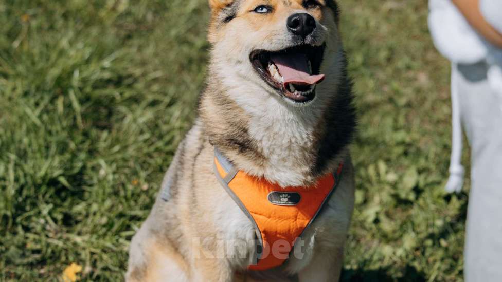 Собаки в Москве: Разноглазый рыжий пёс Гера в дар Мальчик, 1 руб. - фото 10