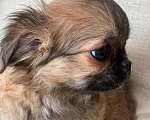 Собаки в Санкт-Петербурге: Щенок окраса соболь Мальчик, 35 000 руб. - фото 2
