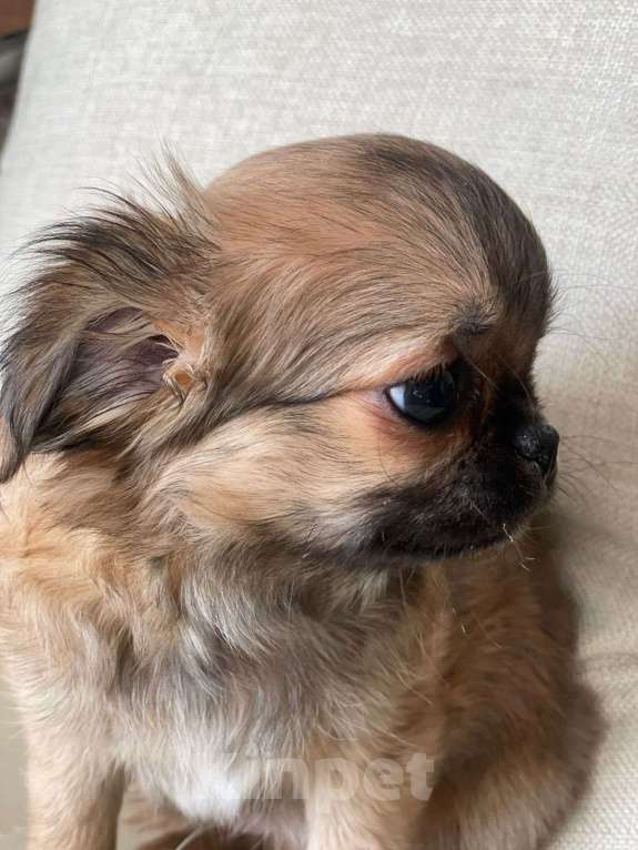 Собаки в Санкт-Петербурге: Щенок окраса соболь Мальчик, 35 000 руб. - фото 2