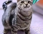 Кошки в Санкт-Петербурге: Кошечка для души Девочка, Бесплатно - фото 1