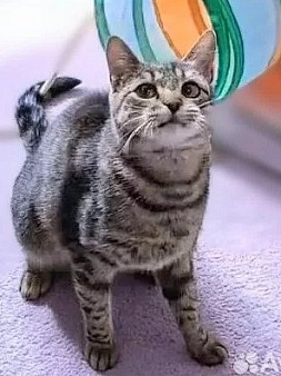 Кошечка для души