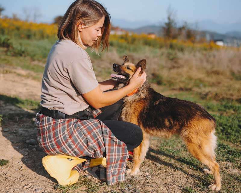 Собаки в Воронеже: Домашняя миниатюрная собачка Леди, идеальный компаньон ищет дом Девочка, 10 руб. - фото 5