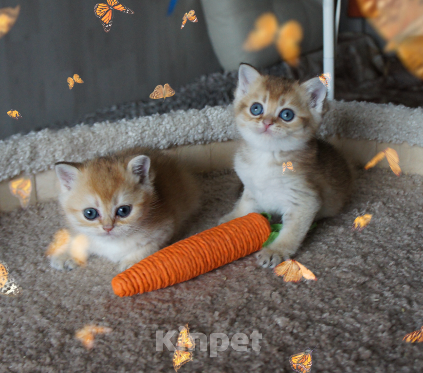 Кошки в Санкт-Петербурге: Шотландские золотые. Разнополые, 25 000 руб. - фото 2