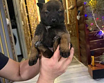 Собаки в других городах Московской области: Продам щенков породы Малинуа Мальчик, 25 000 руб. - фото 3