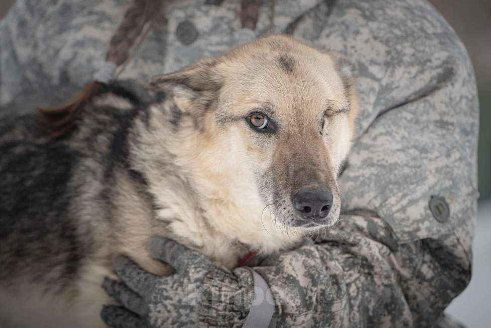 Собаки в Клине: Грей — статный пёс с нордическим характером Мальчик, Бесплатно - фото 9