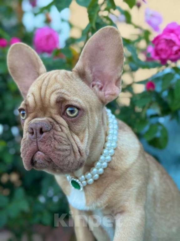 Собаки в Москве: Французский бульдог  Мальчик, 50 000 руб. - фото 3