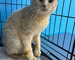 Кошки в Пушкино: Котик срочно ищет дом или передержку! Мальчик, Бесплатно - фото 1