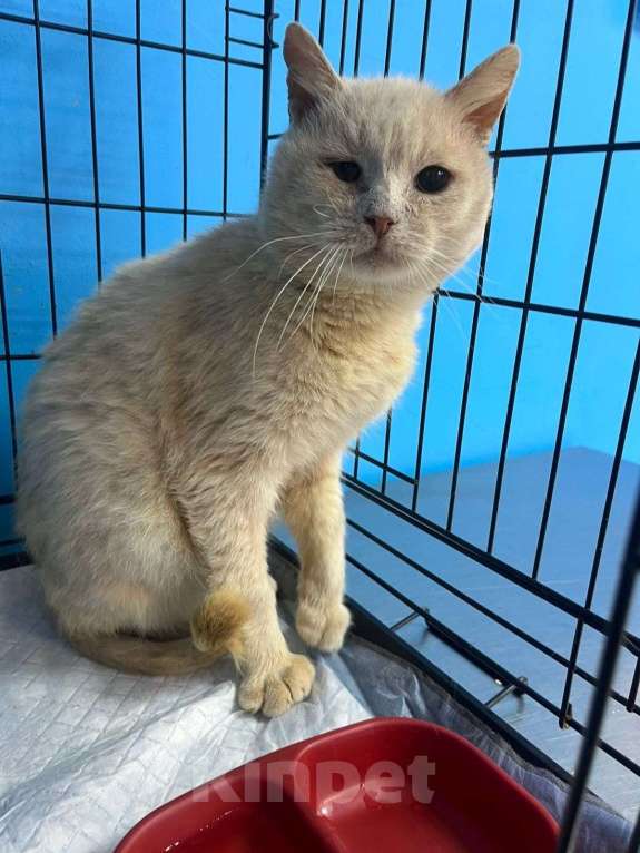 Кошки в Пушкино: Котик срочно ищет дом или передержку! Мальчик, Бесплатно - фото 1