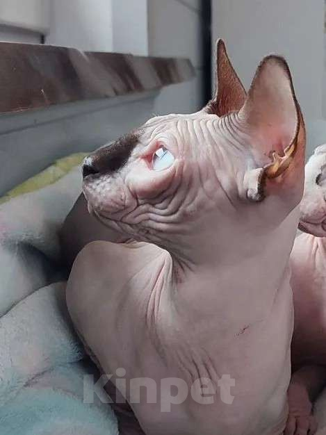 Кошки в Москве: Бильбо -канадский сфинкс  Мальчик, Бесплатно - фото 5